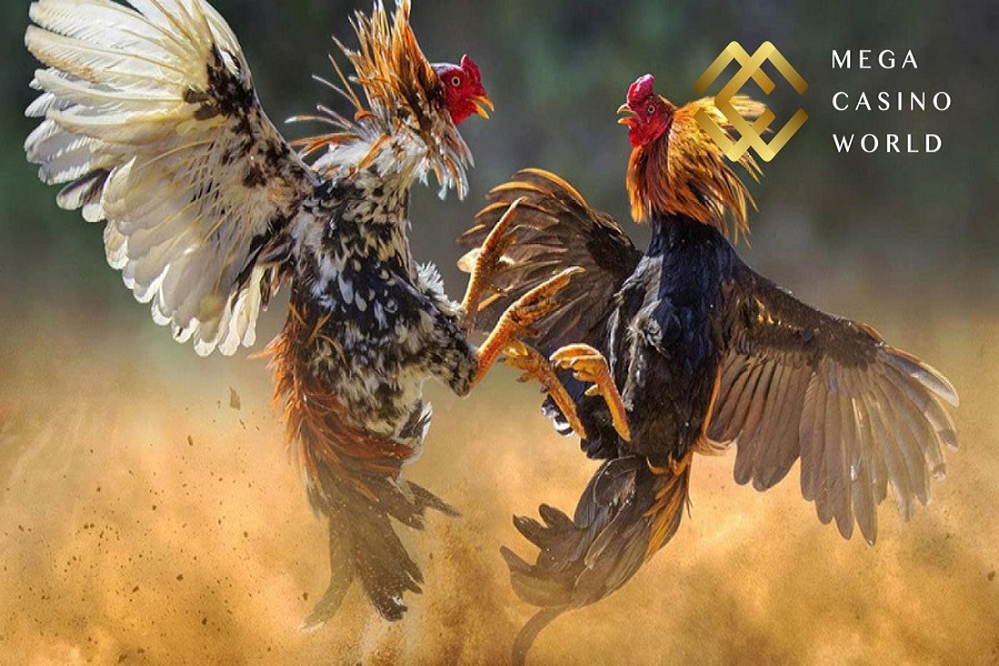Ưu điểm của đá gà Casinomcw