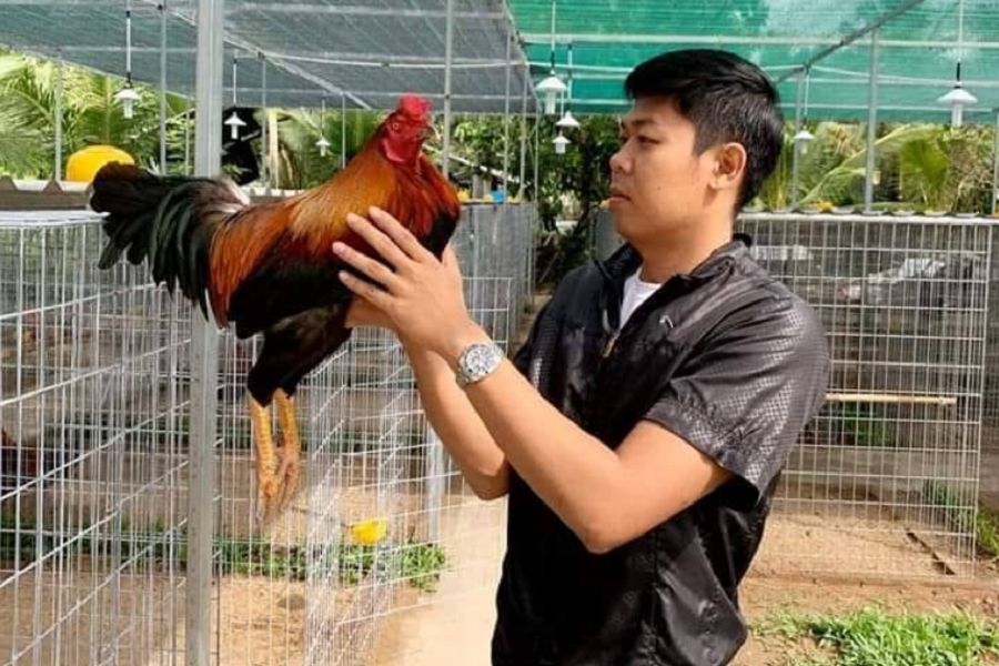 Trại gà chọi Asil Mỹ - Rạch Giá