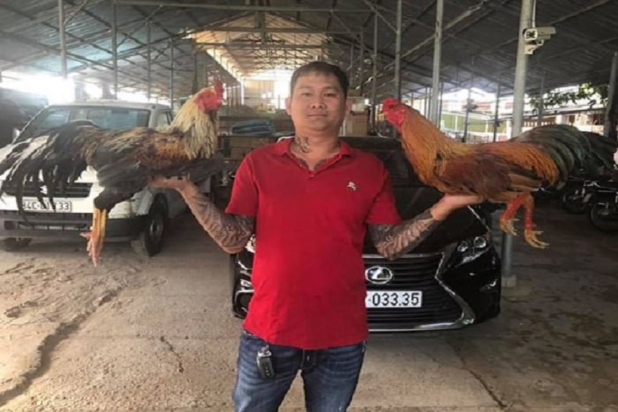 Trại gà chọi Minh - Quốc Oai